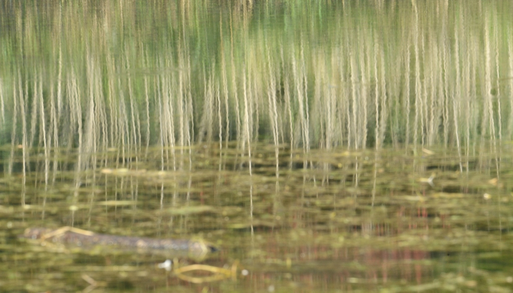 DSC 5704 web crop