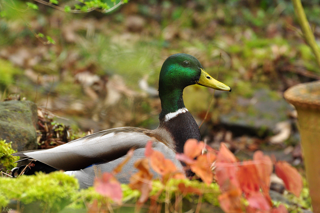 DSC 5709 Ente