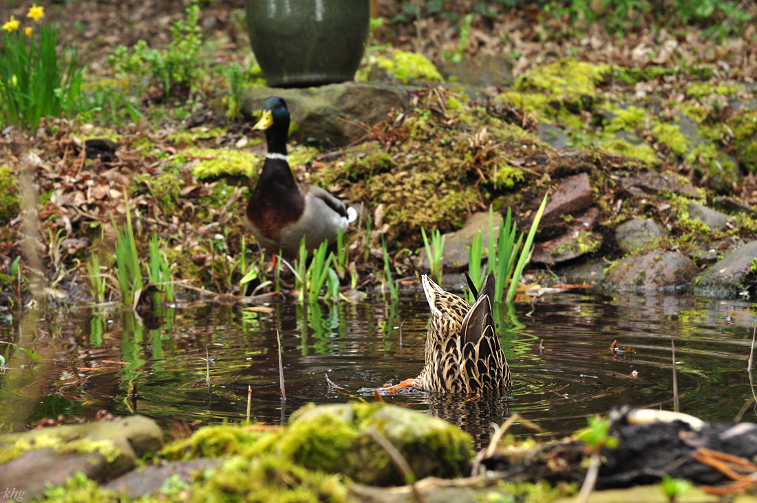 DSC 5719 Ente