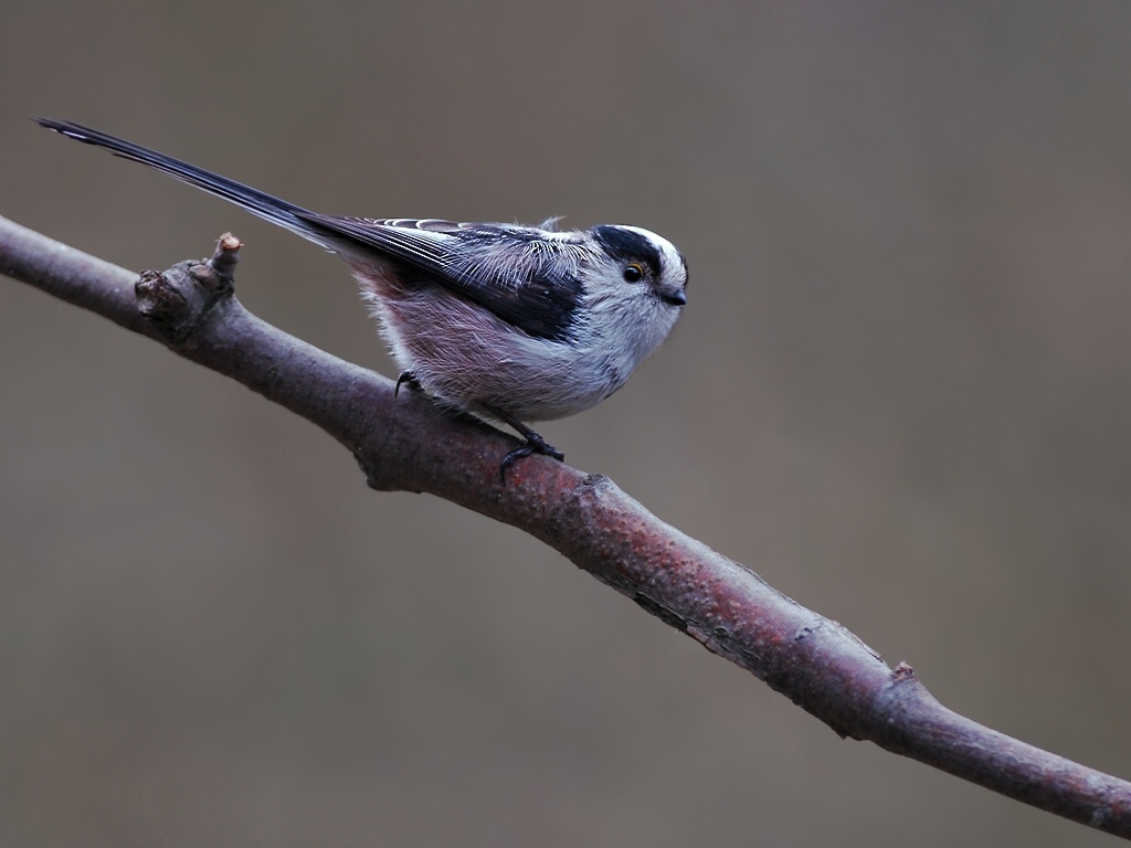 DSC 5739 hf hf