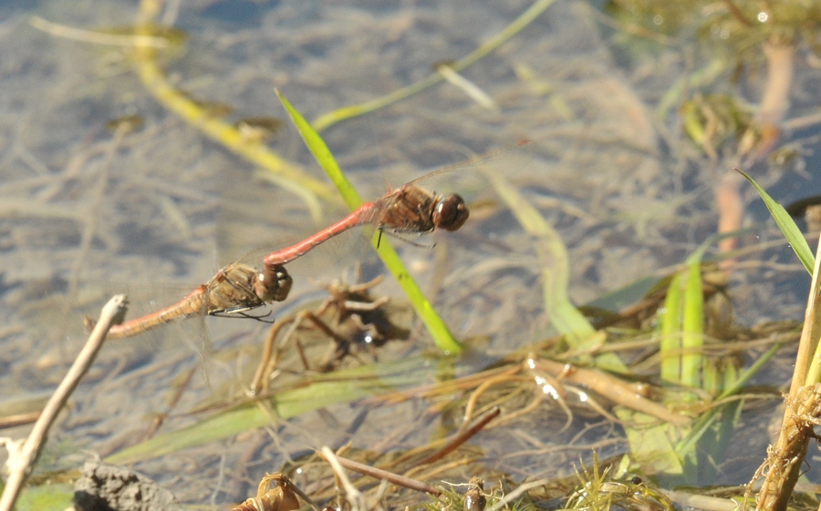 DSC 5744 web crop
