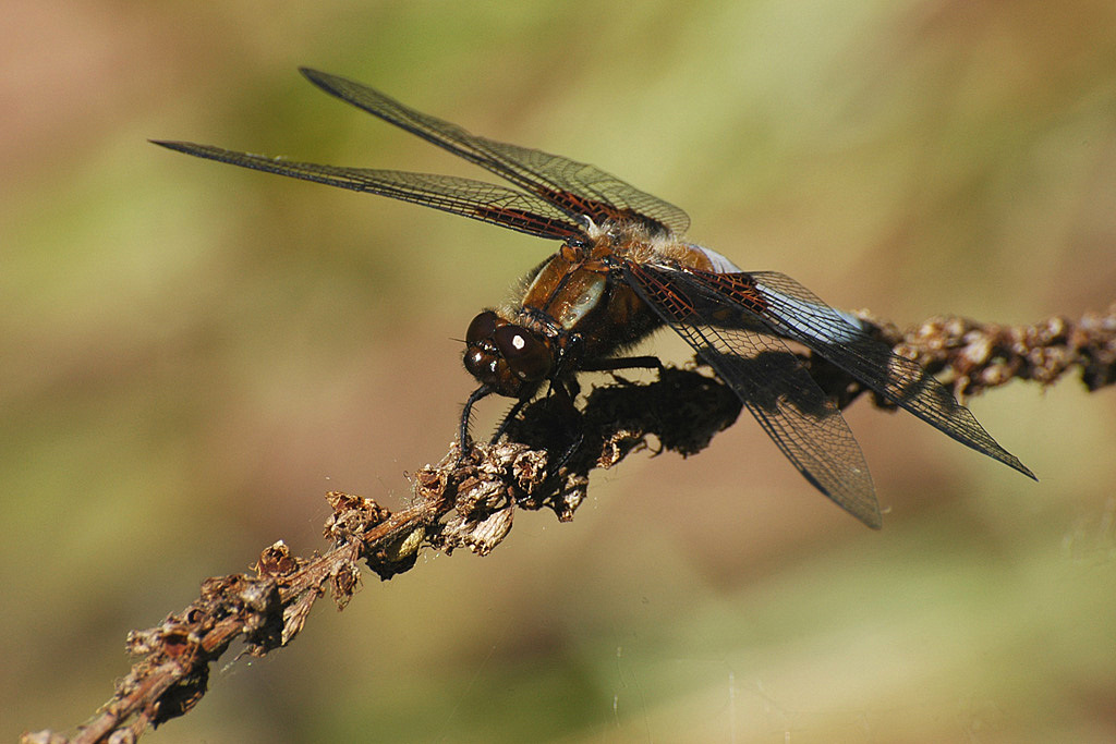 DSC 5753 1024