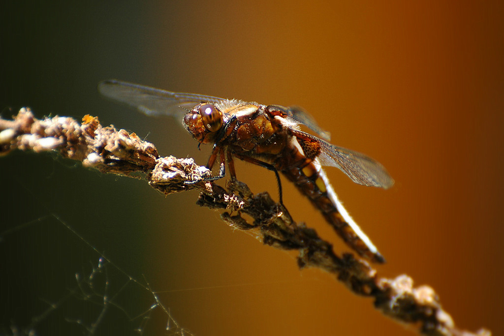 DSC 5758 1024