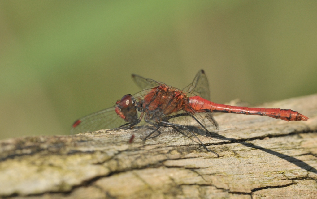 DSC 5773 web crop