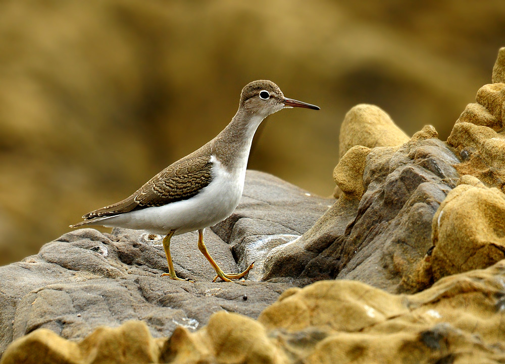 DSC 5819 Flussuferläufer San Simeon 1000
