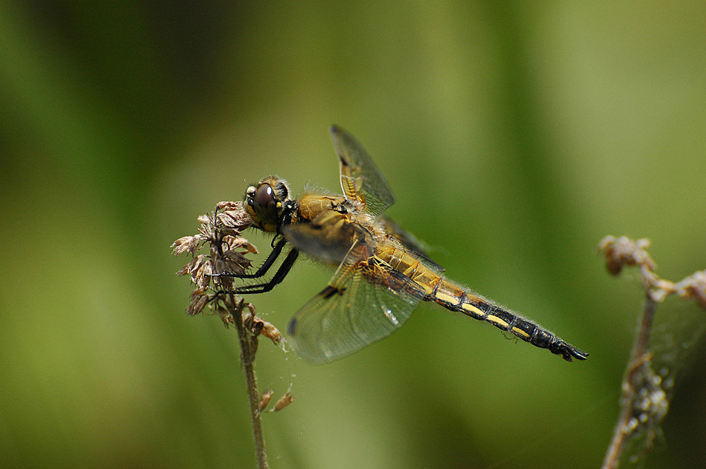 DSC 5823 1024