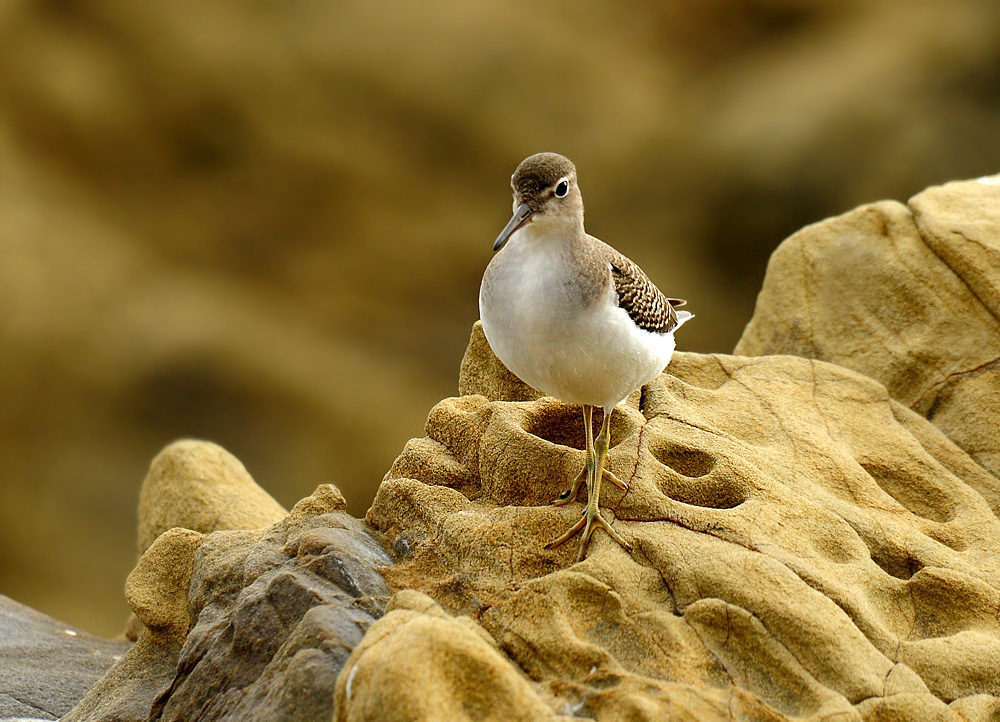 DSC 5824 Flussuferläufer San Simeon 1000