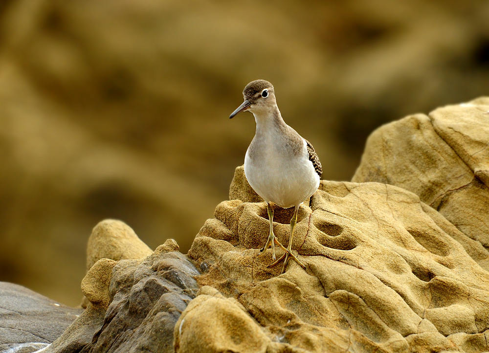 DSC 5825 Flussuferläufer San Simeon 1000