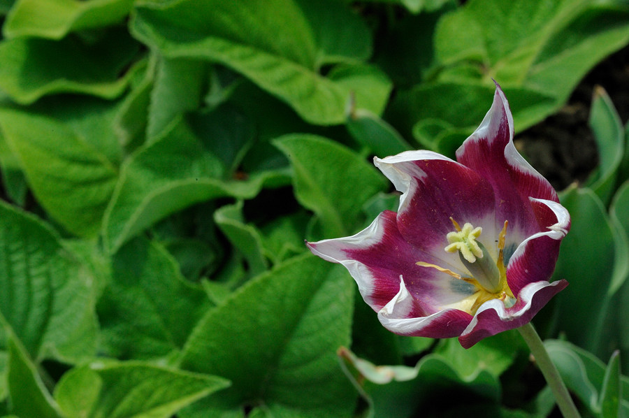 DSC 5851