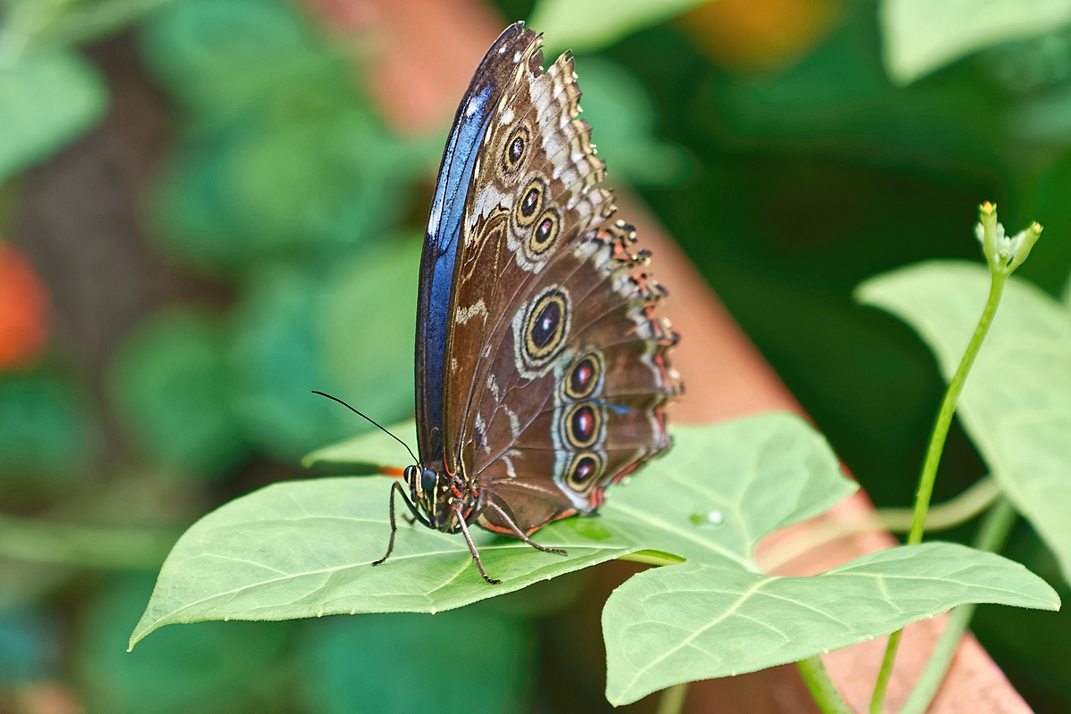 DSC 5855k