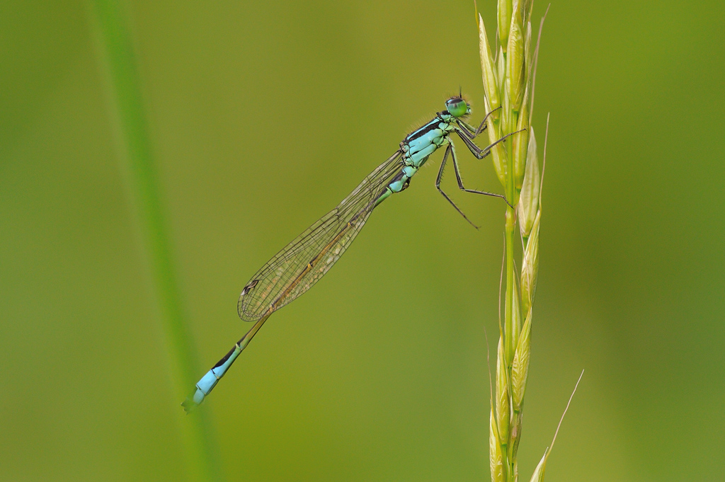 DSC 5887