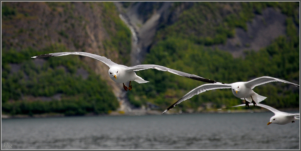 DSC 5890 Möven