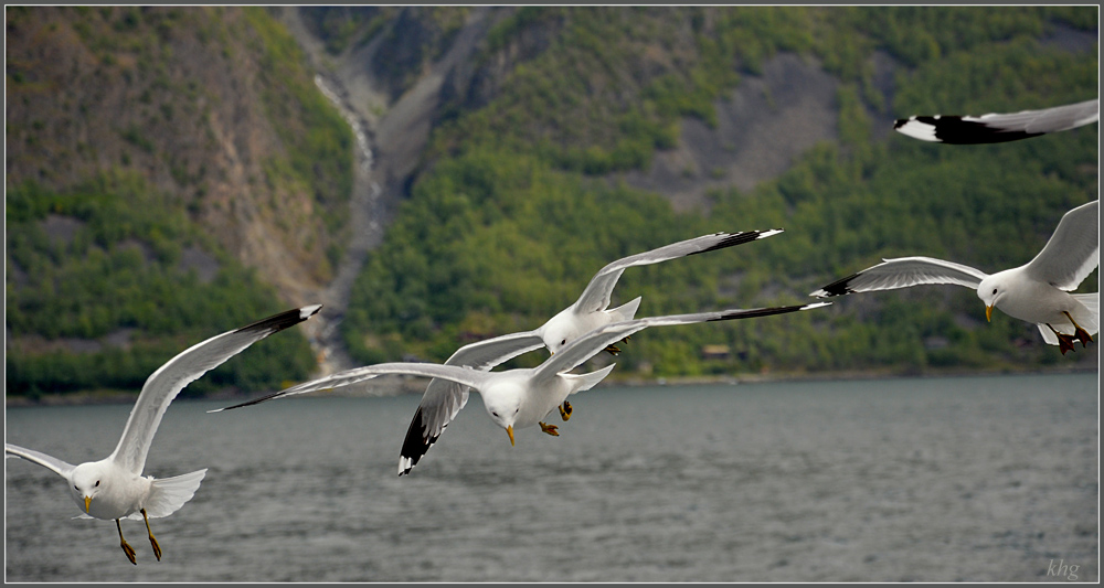 DSC 5891 Möven