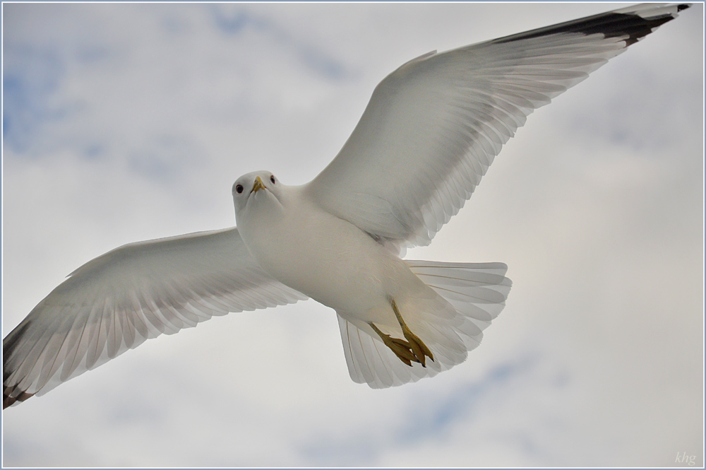 DSC 5900 Möve