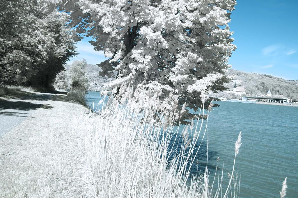 DSC 5906 An der Donau2