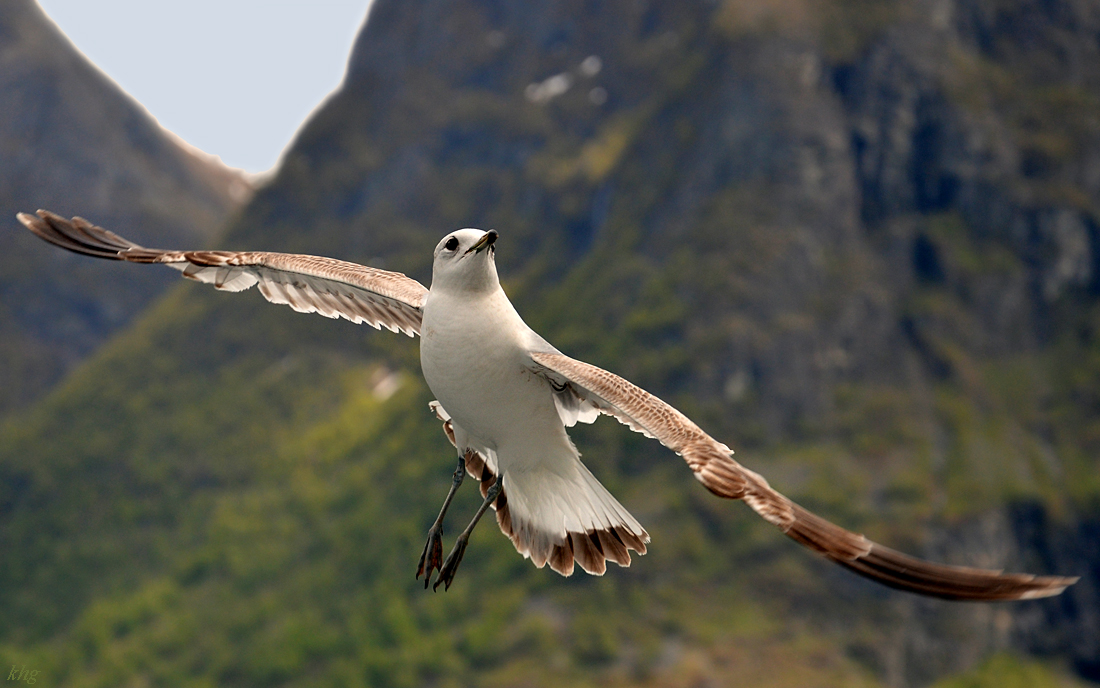 DSC 5908 Möwen