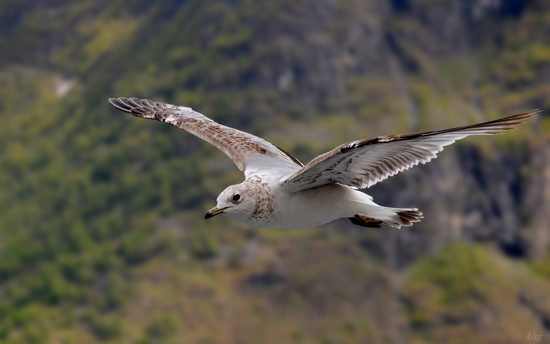 DSC 5911 Möwe