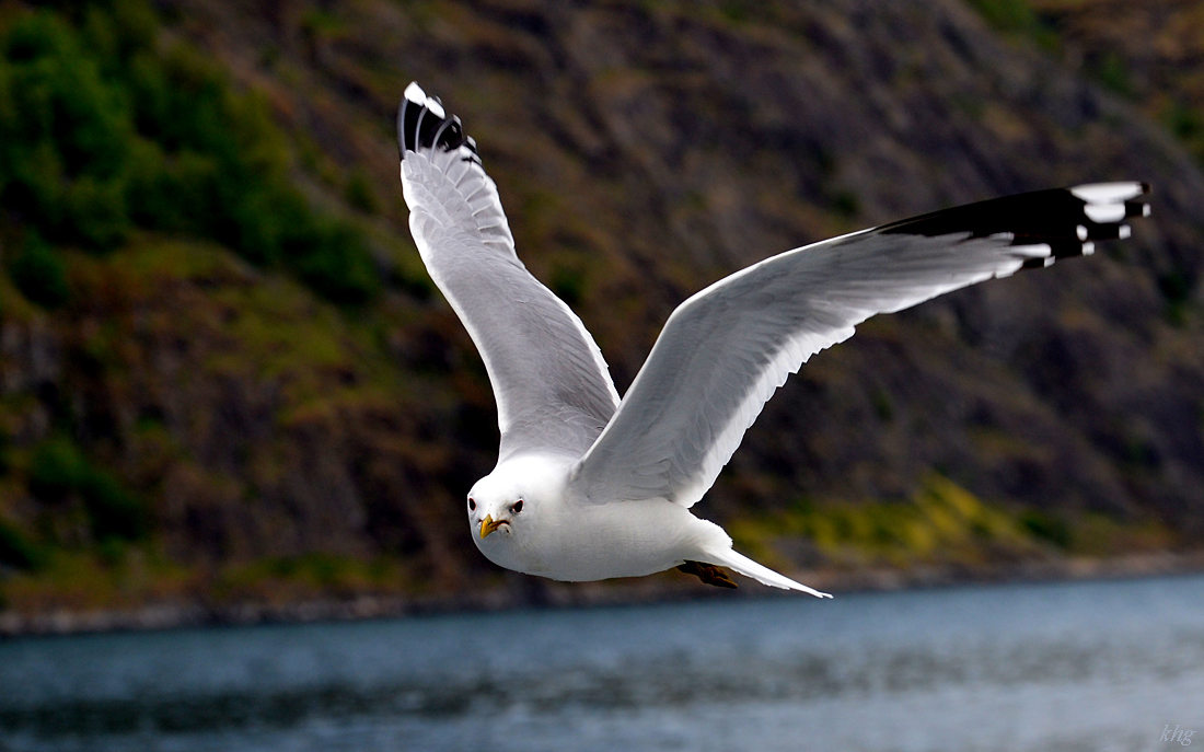 DSC 5913 Möwe