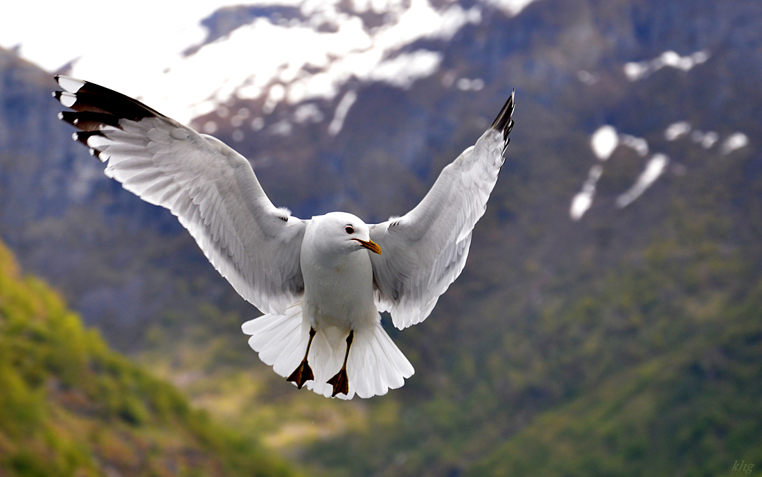 DSC 5914 Möwe