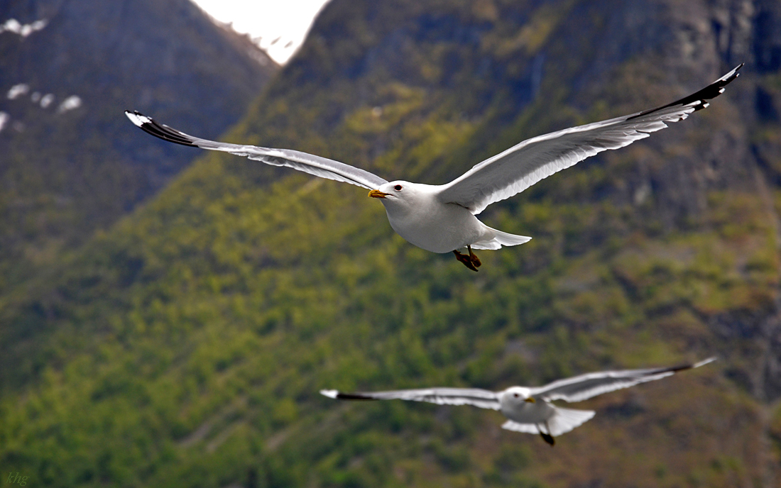 DSC 5915 Möwe
