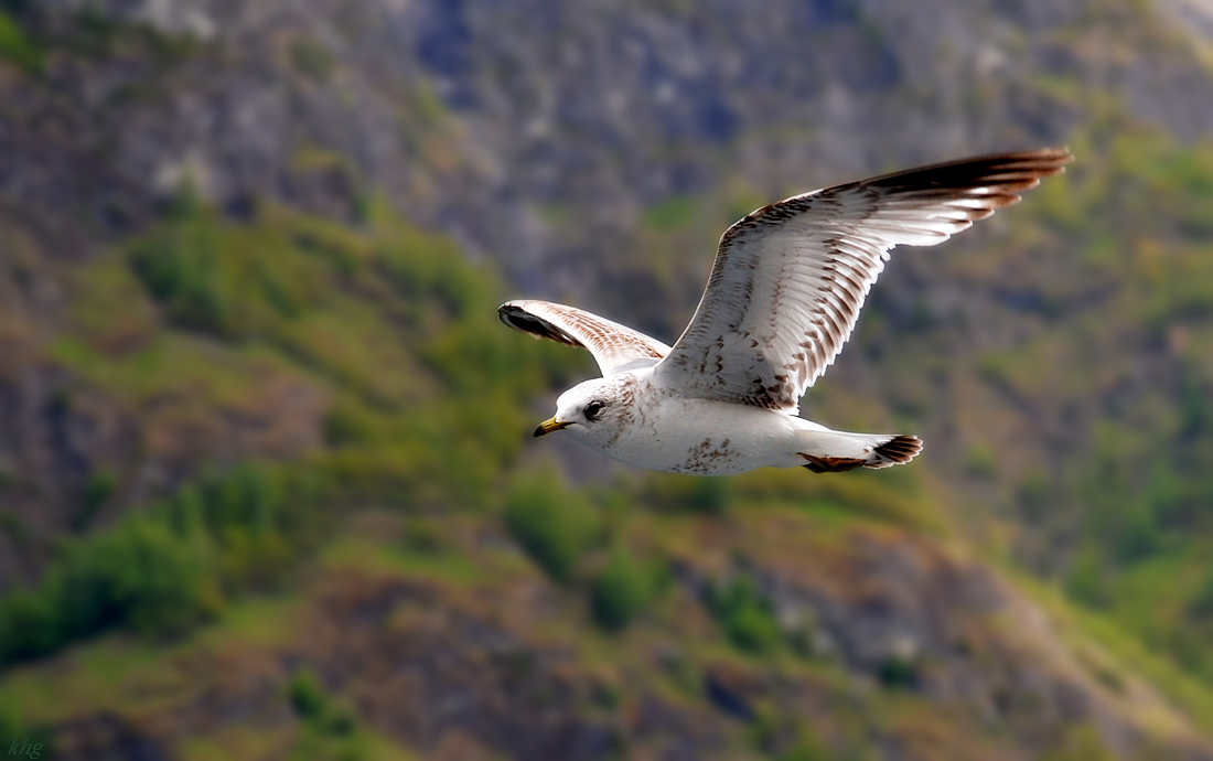 DSC 5917 Möwe