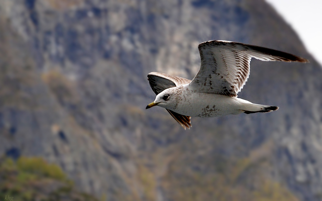 DSC 5919 Möwe