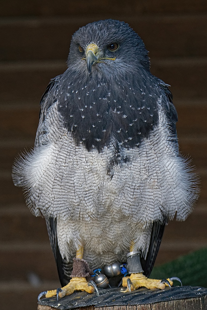 DSC 5919k