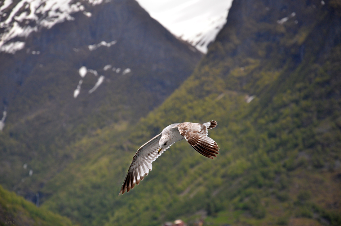 DSC 5921 Möwe
