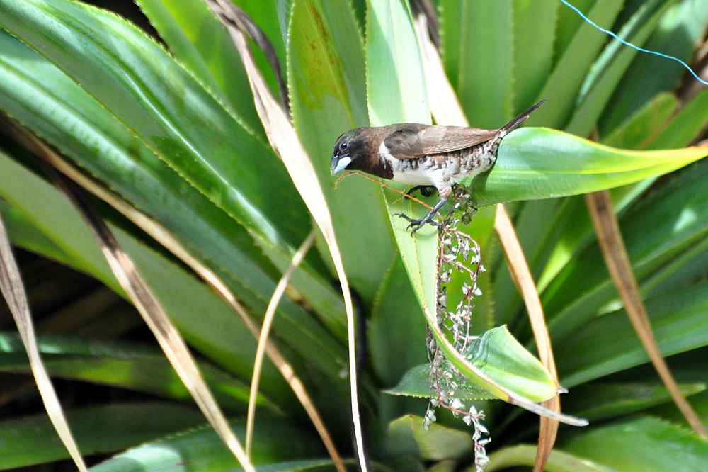 DSC 5931 1000