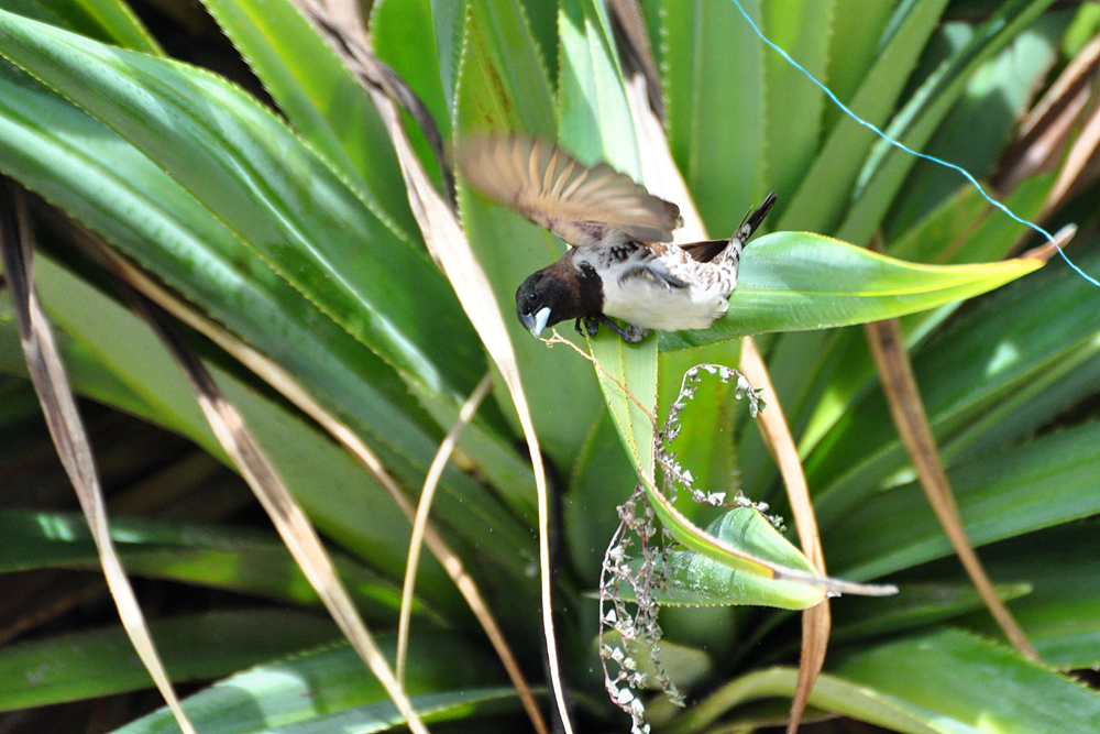 DSC 5933 1000