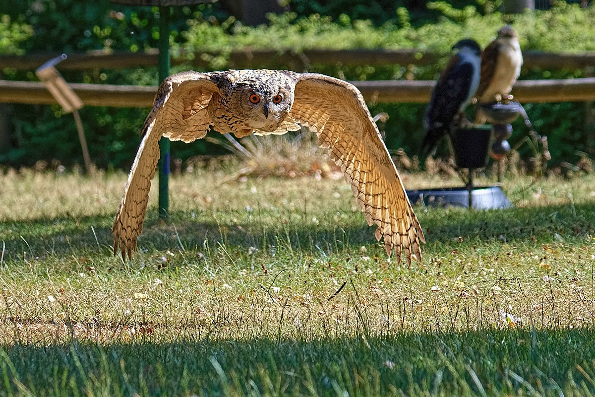 DSC 5966k