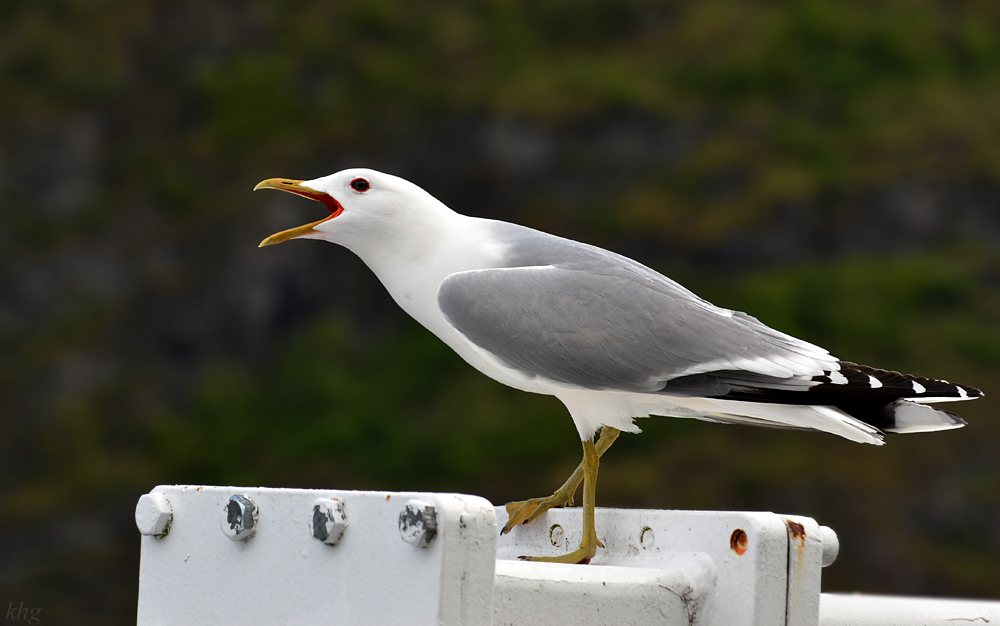 DSC 5976 Möve