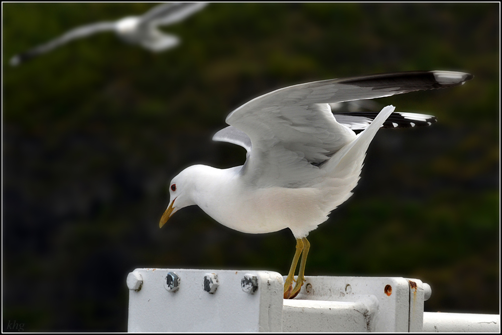 DSC 5980 Möve r