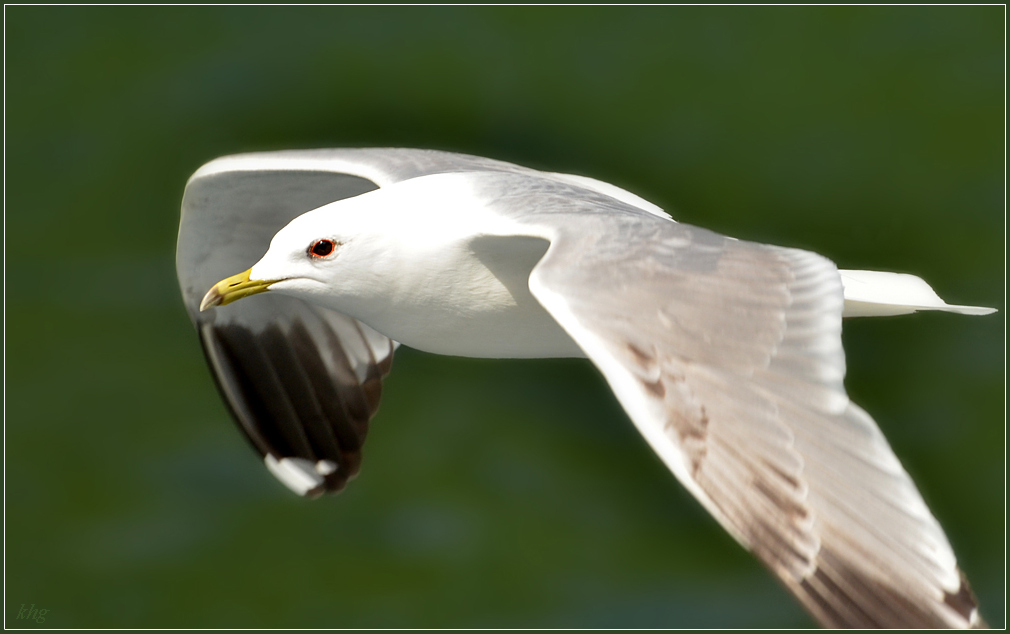DSC 6053 R