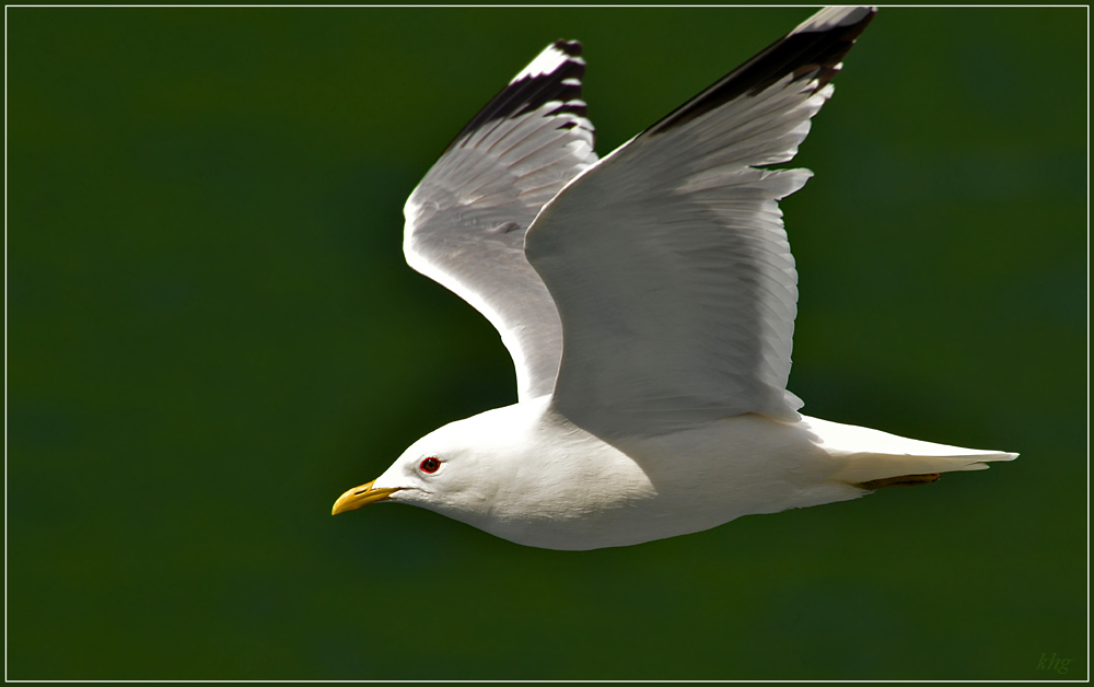 DSC 6055 R