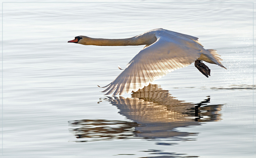 DSC 6055 Schwan 1000 R