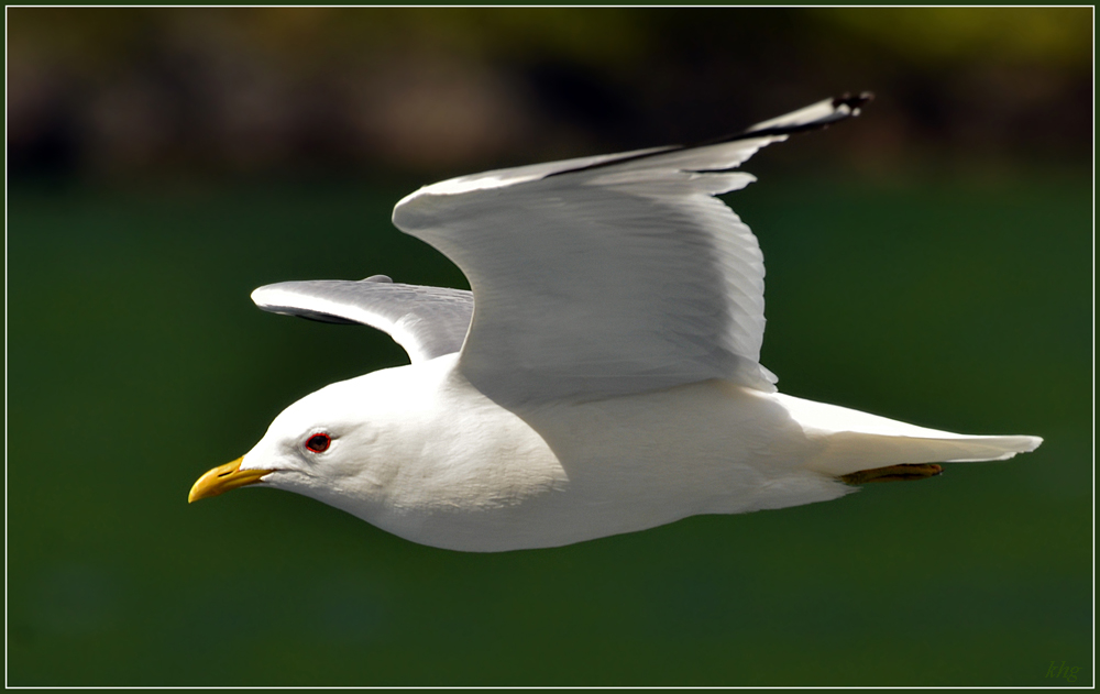 DSC 6056 R