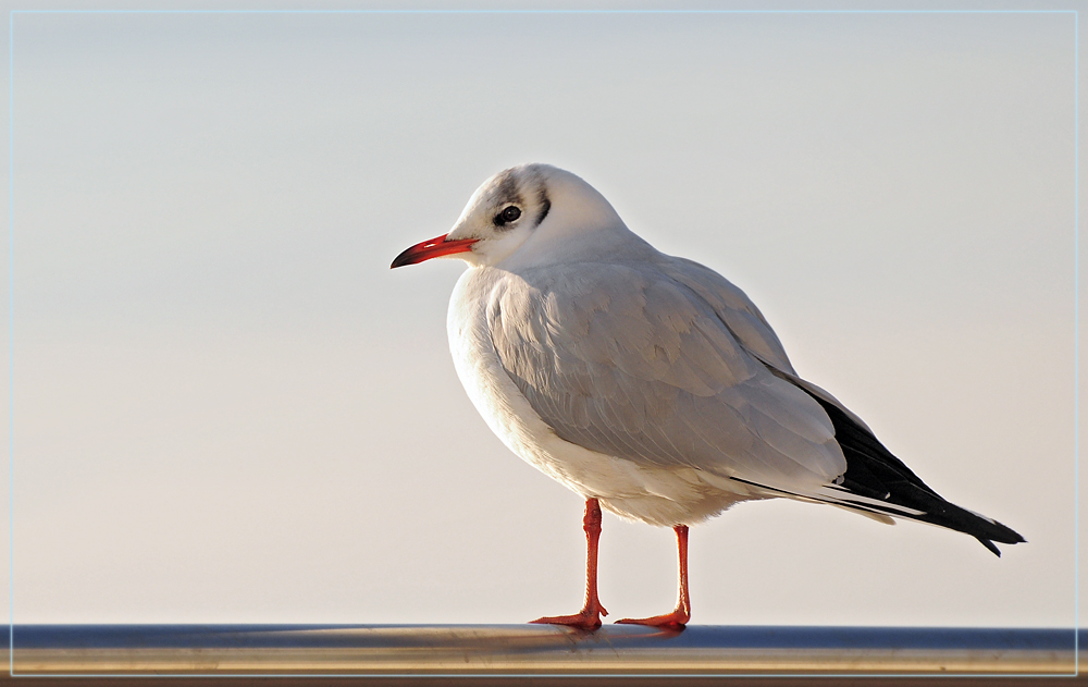 DSC 6059 Möwe 1000 R