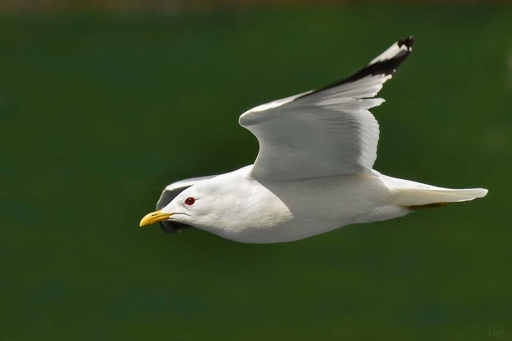 DSC 6061 Möve