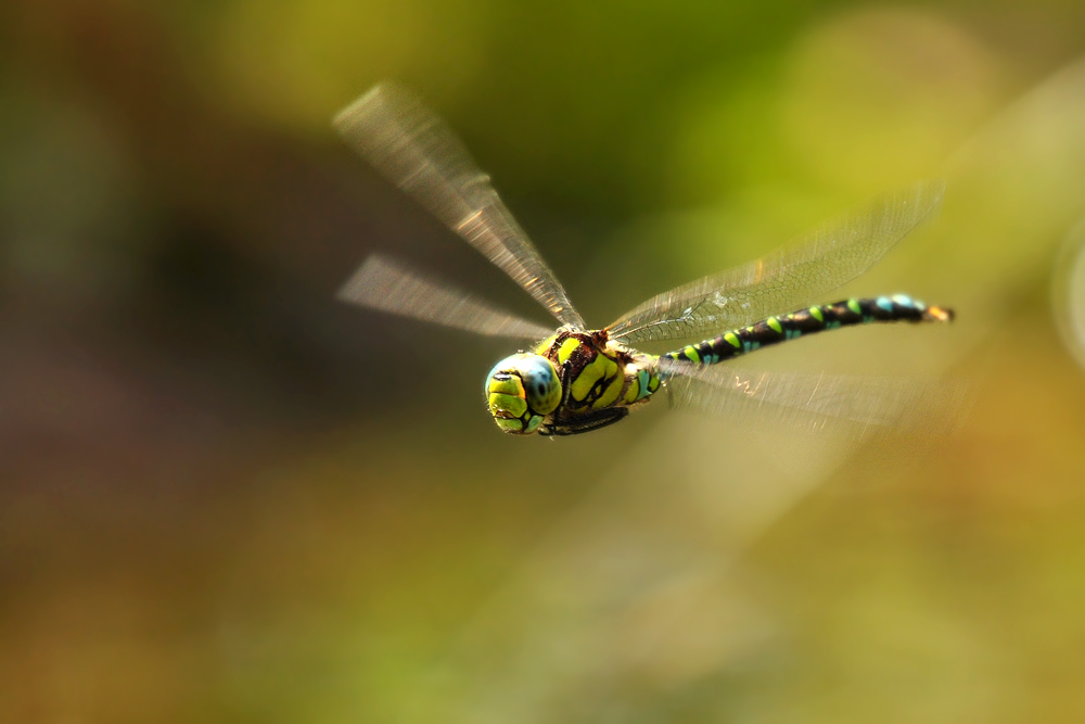 DSC 6102 Königslibelle 1000
