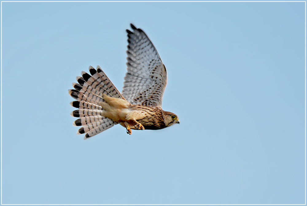 DSC 6103 Turmfalke 1000 R