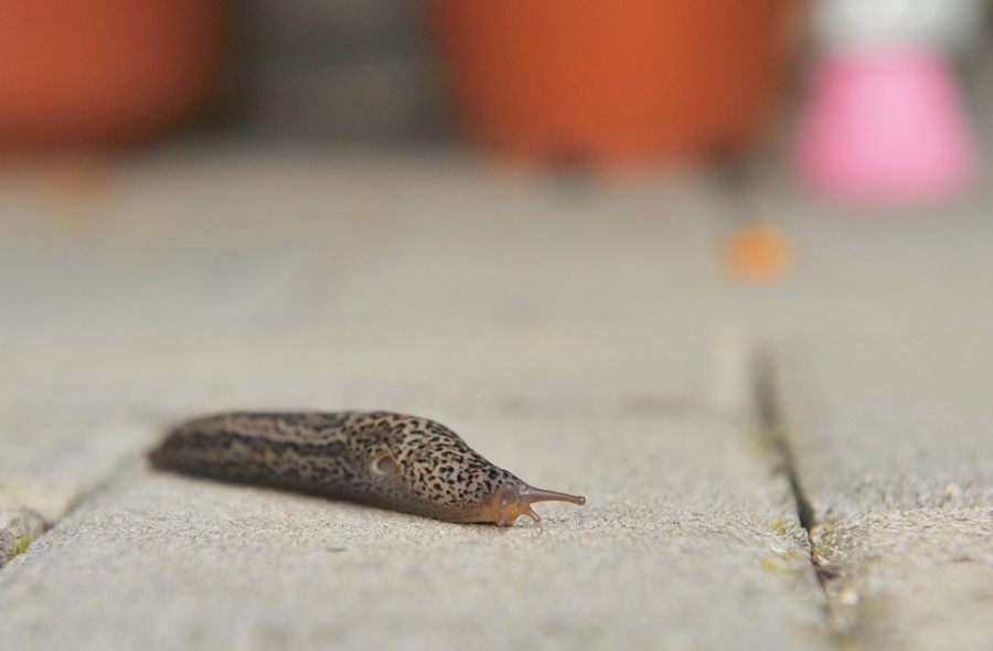 DSC 6108 web crop