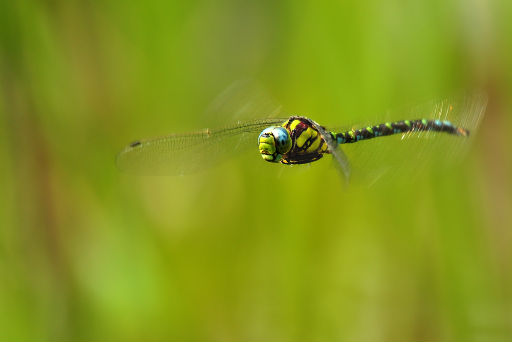 DSC 6111 Königslibelle 1000
