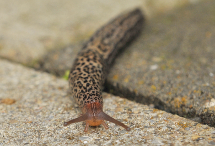 DSC 6122 web crop