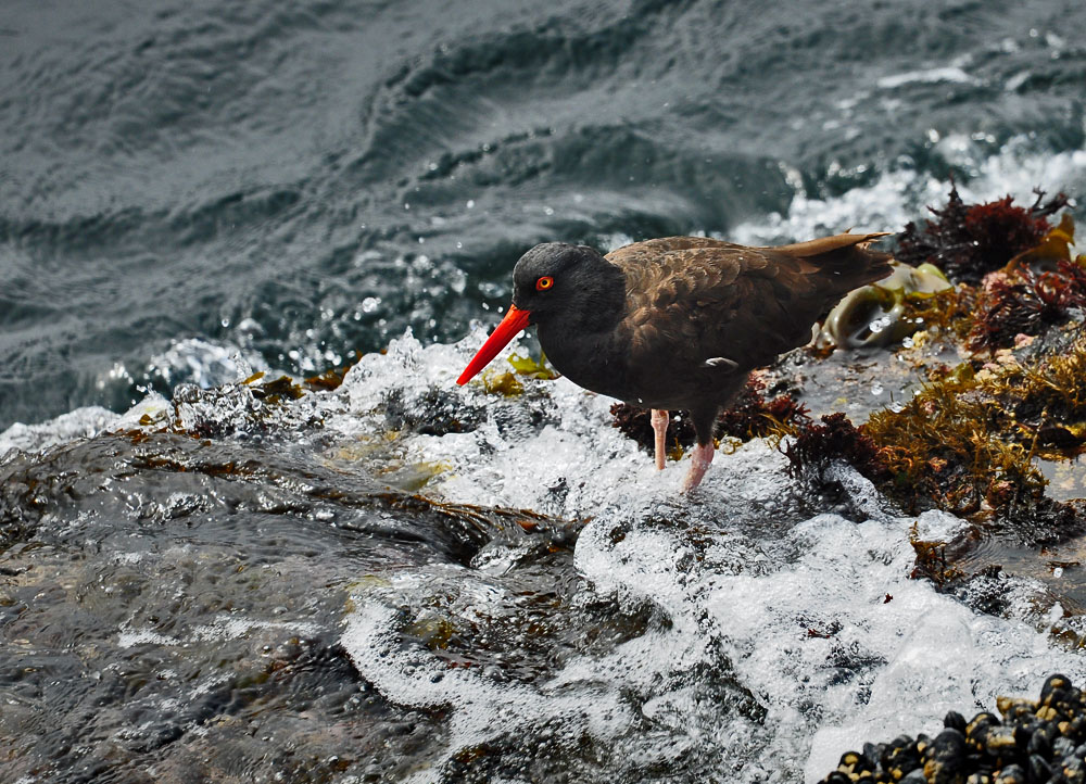 DSC 6128 Black oysterfisher 1000