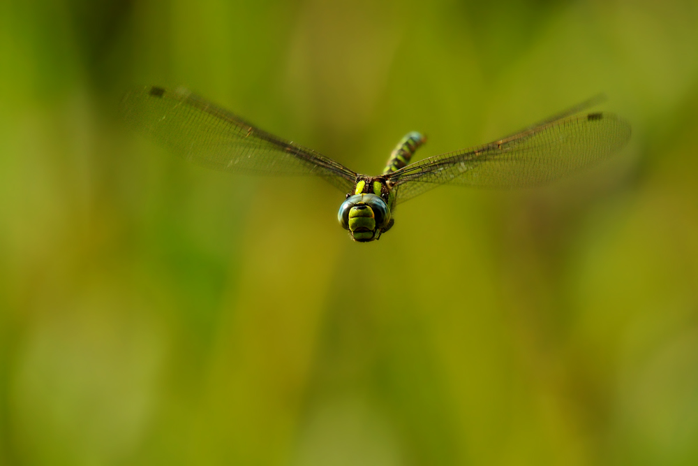DSC 6134 Königslibelle 1000