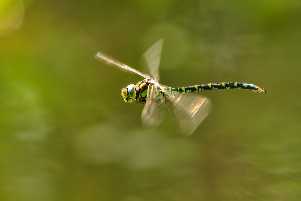 DSC 6136 Königslibelle 1000