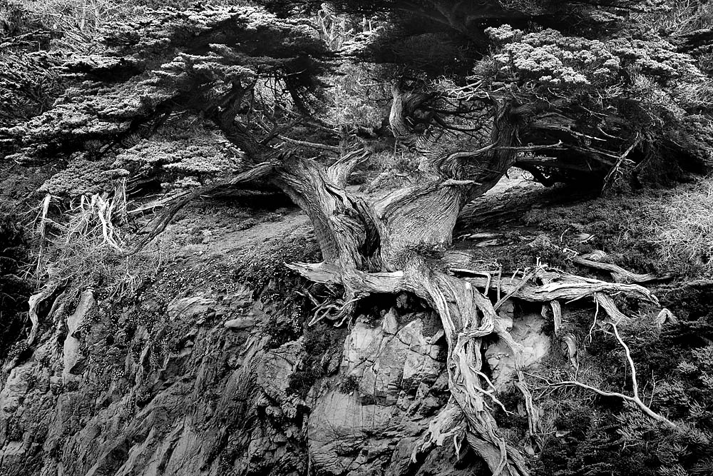 DSC 6150 Ansels Tree PL 1000