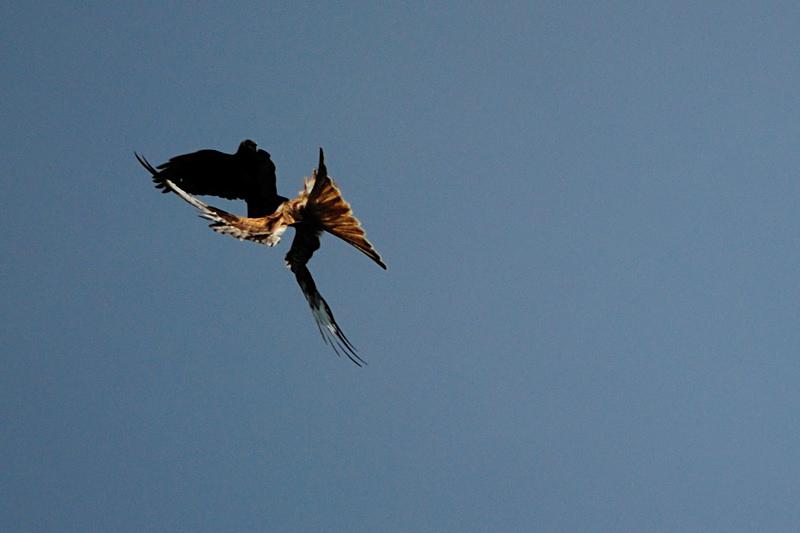 DSC 6159 ak