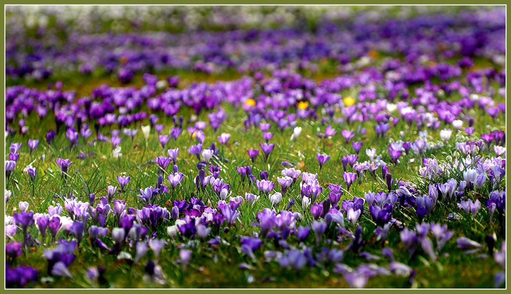 DSC 6160 Krokusse hell dunkel 1000 R